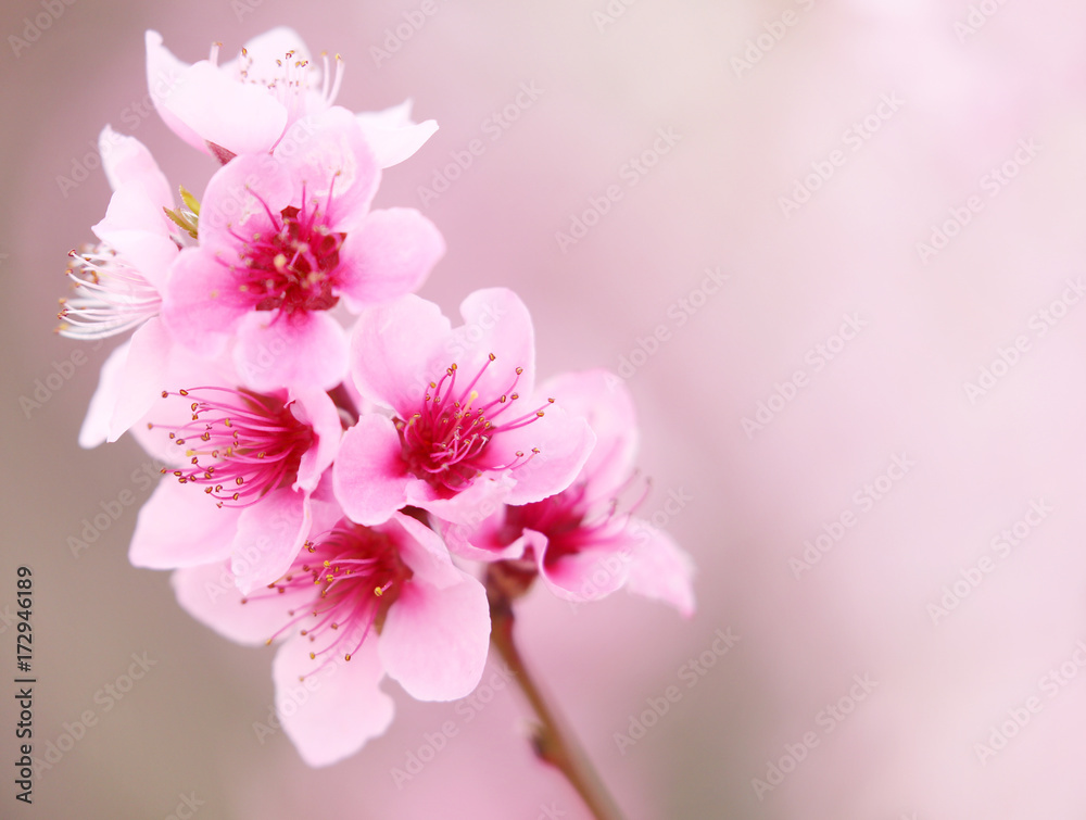 peach blossoms in spring.