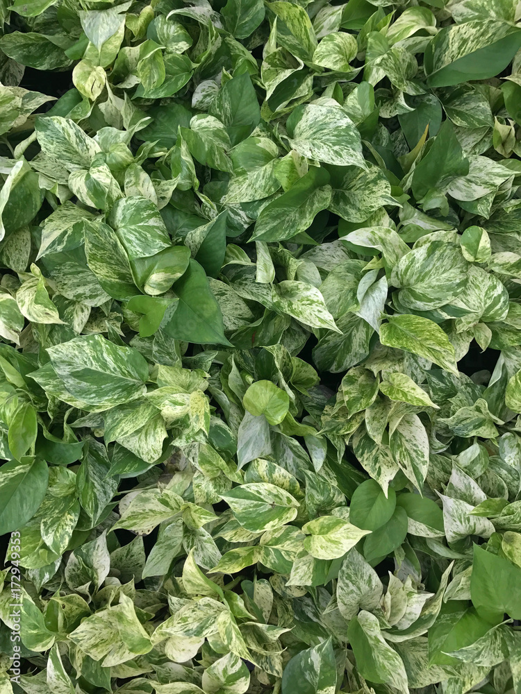 Pattern background from golden pothos. Backdrop texture of Marble Queen or common name Golden Queen plant. Pattern background from golden pothos. Backdrop texture of Marble Queen or common name Golden Queen plant.