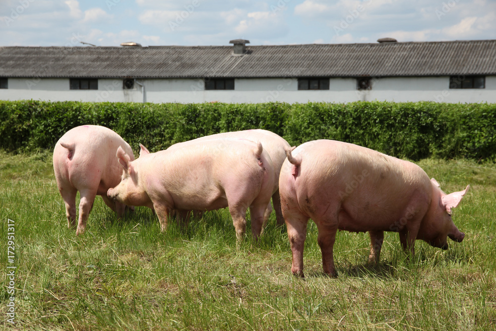 Group photo of young piglets enjoying sunshine on green grass near the farm Group photo of young piglets enjoying sunshine on green grass near the farm