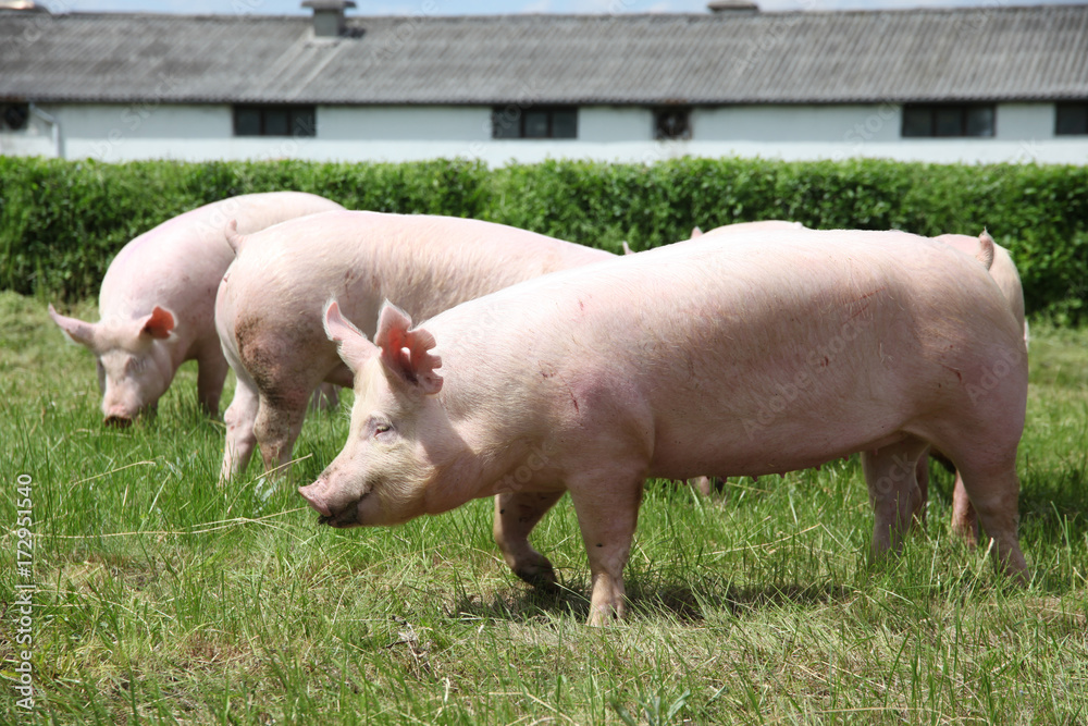 Pigs enjoying sunshine on green grass near the farm Pigs enjoying sunshine on green grass near the farm