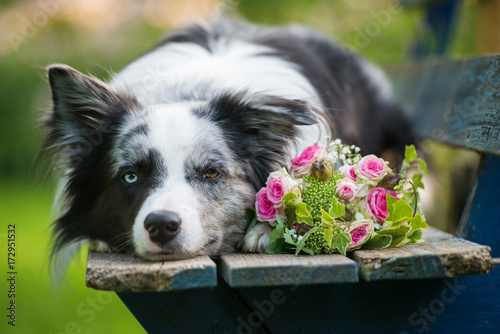 Fototapeta Naklejka Na Ścianę i Meble -  Border Collie mit Rosenstrauß