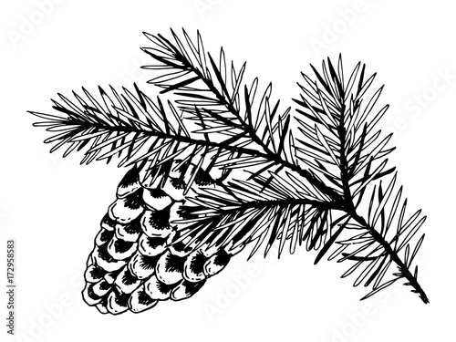 Branch of pine with cone engraving vector