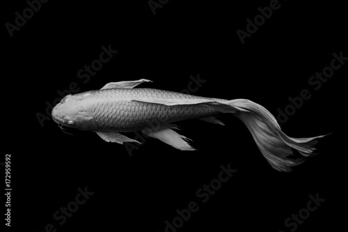 white butterfly koi fish on black background