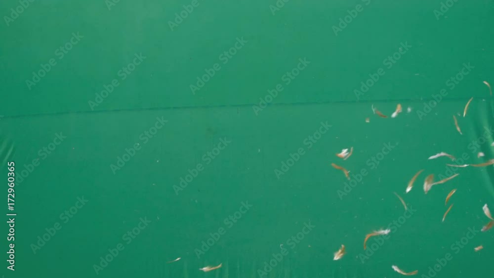 Live action flying Feathers in the air on Green screen, Feather duster slow motion on green background Live action flying Feathers in the air on Green screen, Feather duster slow motion on green background
