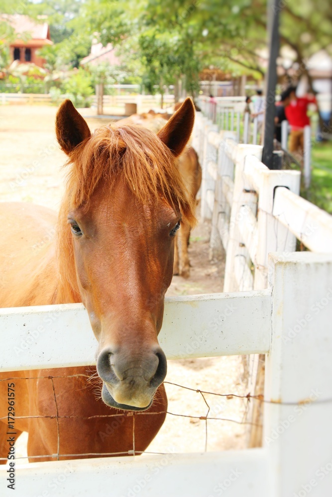 Fototapeta premium The herd of horse in the farm