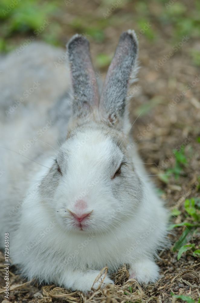Fototapeta premium Little rabbit on green grass