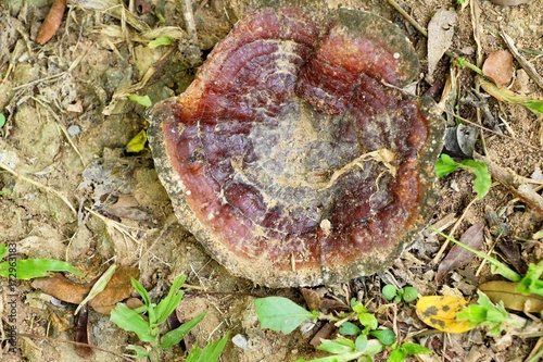 Lingzhi mushroom or Ganoderma lucidum with nature