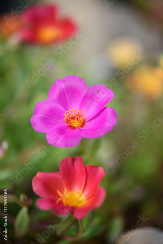 Beautiful small pink flower field with soft pastel background in sunny day,Common Purslane, Verdolaga, Pigweed, Little Hogweed ,Pusley flowers