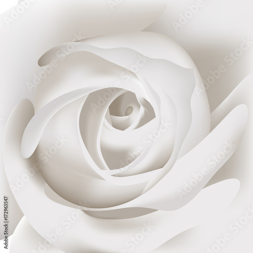 White rose close-up background