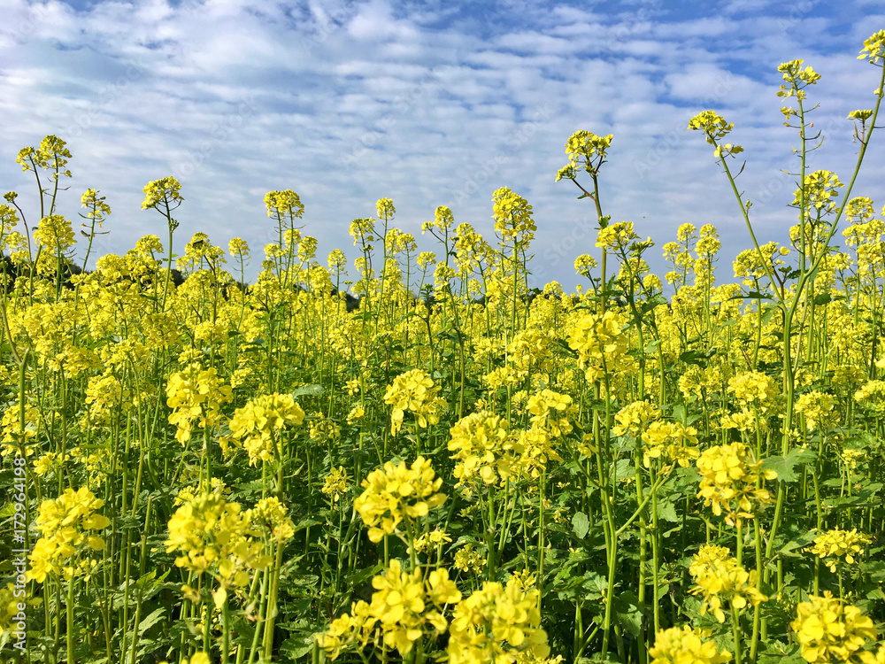 Rapsfeld im Sommer Rapsfeld im Sommer