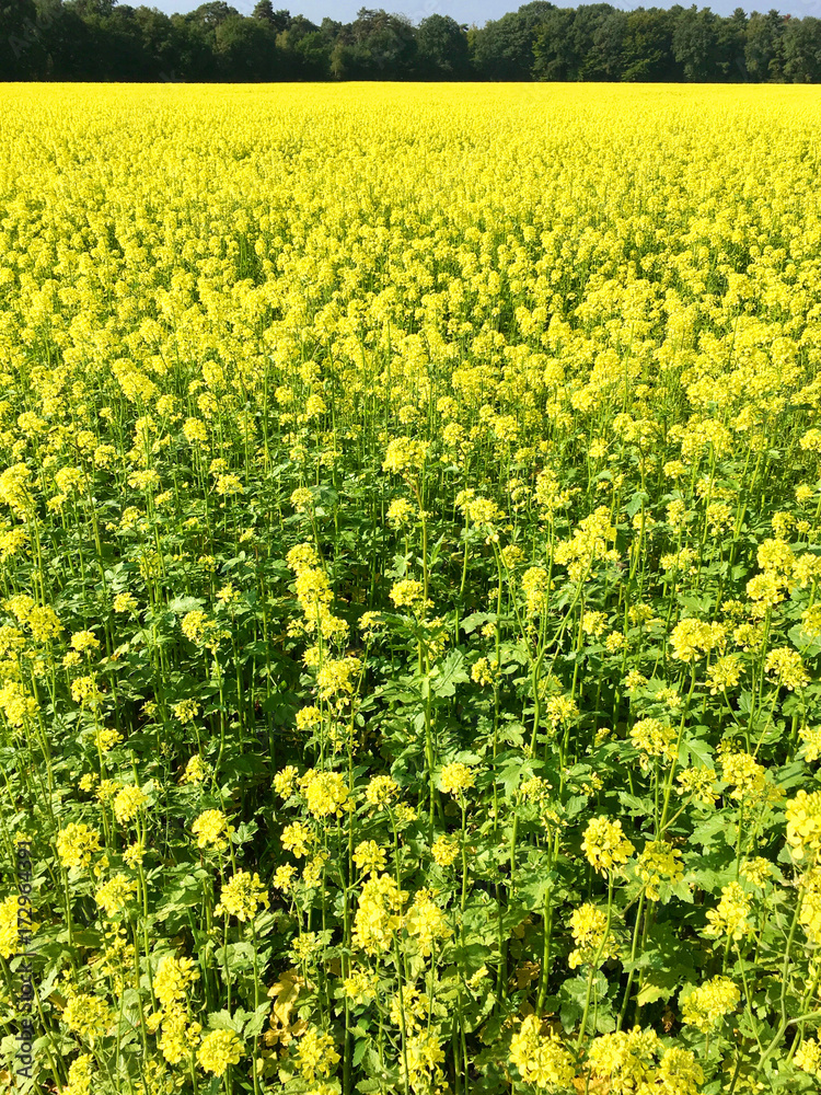Obraz premium Rapsfeld im Sommer