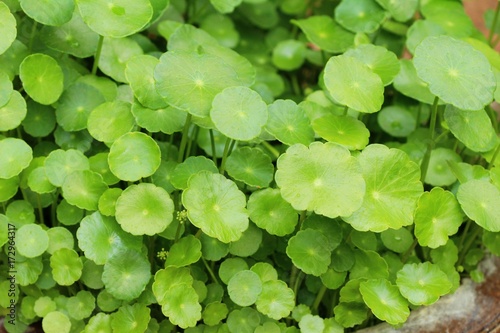 Asiatic pennywort at organic with the nature