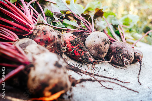 dirty beet in soil Fresh beetroot on the gray board photo