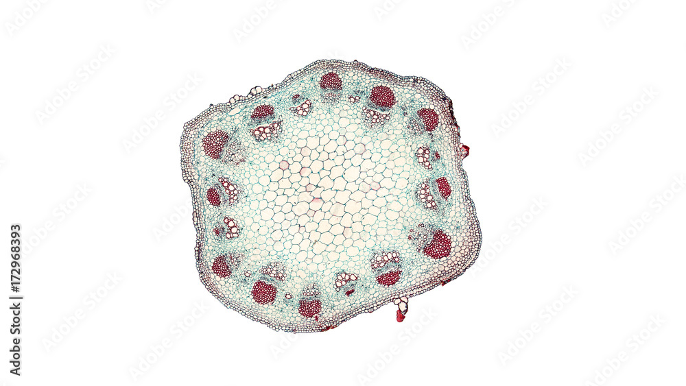 cross section cut of sunflower stem under the microscope Stock Photo