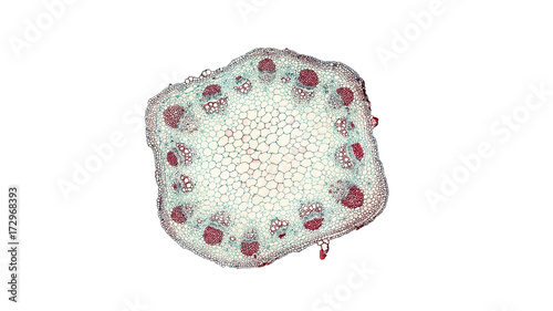 Photography cross section cut of sunflower stem under the microscope
