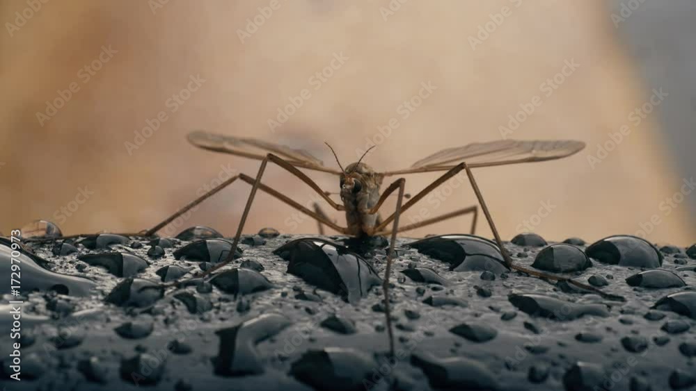 macro insect crane fly and raindrops