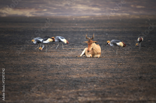 Canvas Print safari animals