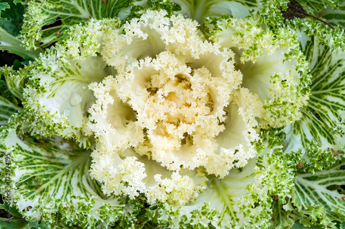 Decorative white cabbage with drops of water for decorating flower beds, top view, selective focus 