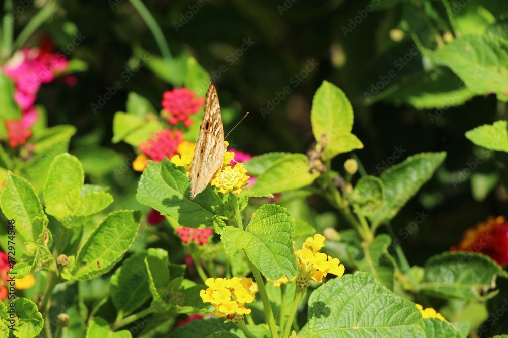 Beautiful colorful flowers with butterfly in garden Beautiful colorful flowers with butterfly in garden