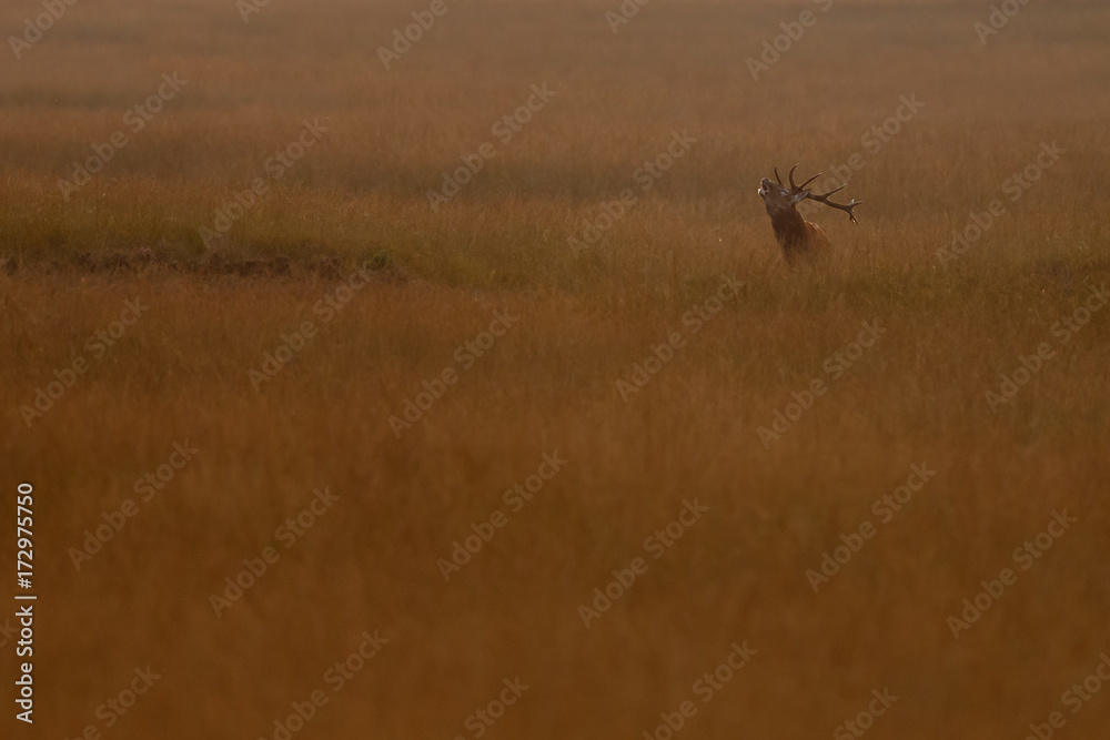 Red deer in nice sunlight during mating season
Red deer in nice sunlight during mating season