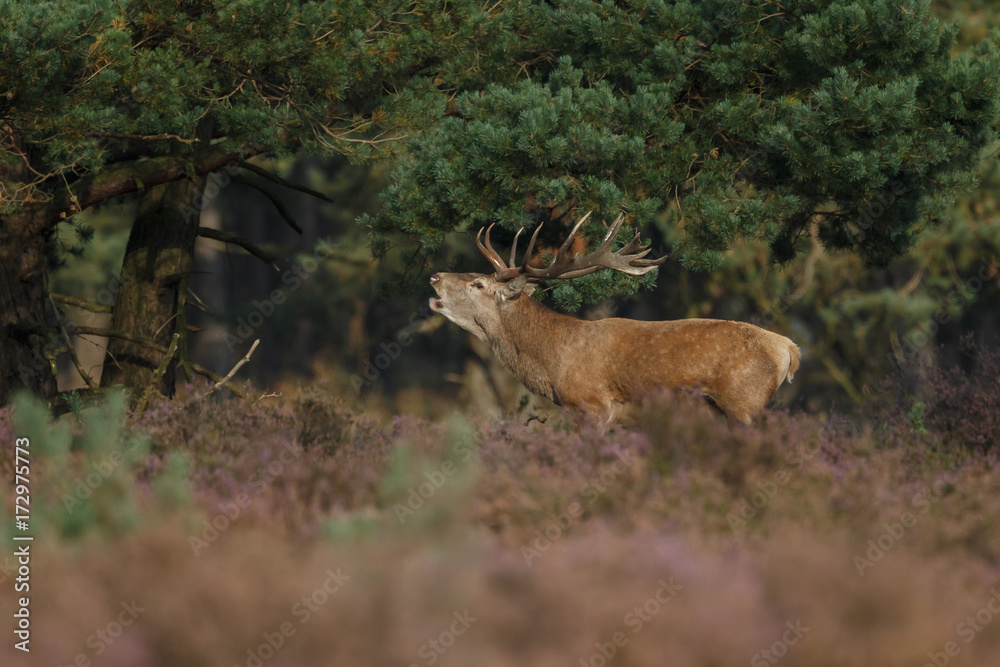 Red deer in nice sunlight during mating season
