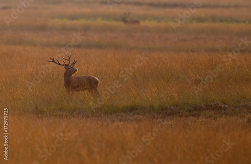 Fototapeta Naklejka Na Ścianę i Meble -  Red deer in nice sunlight during mating season

