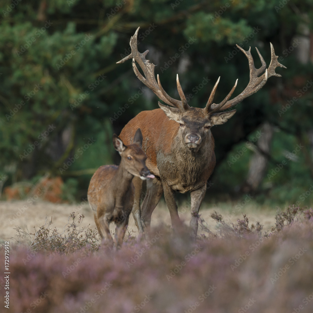 Naklejka premium Red deer in nice sunlight during mating season 
