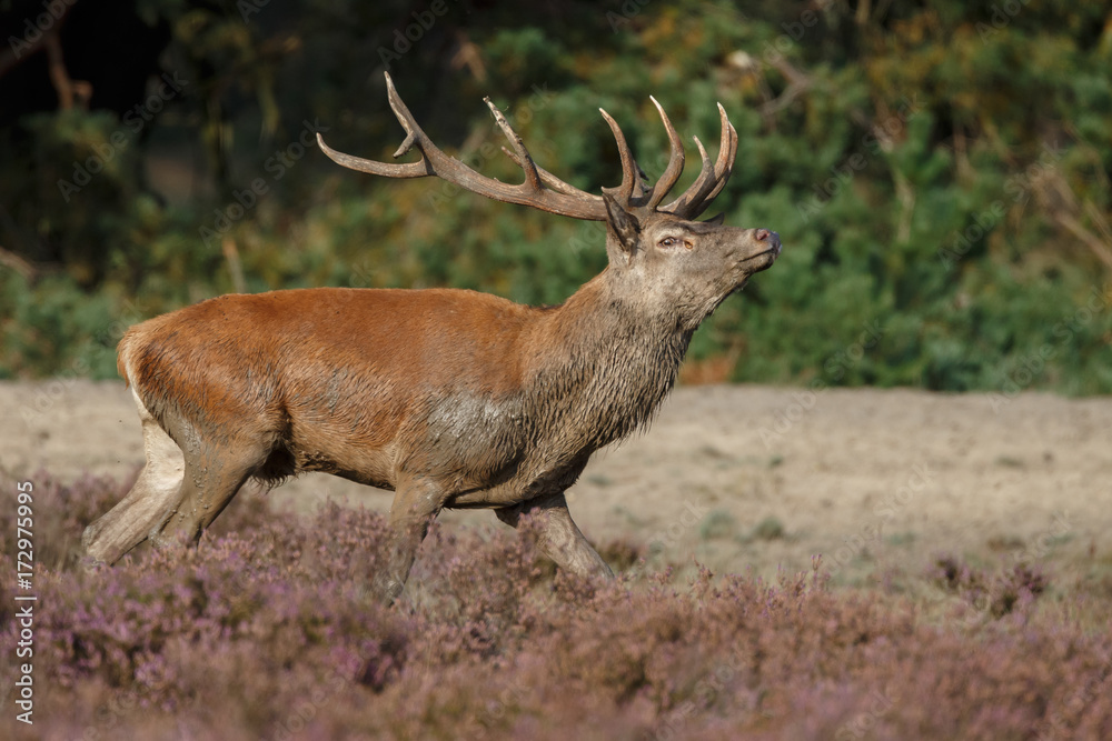Red deer in nice sunlight during mating season
Red deer in nice sunlight during mating season