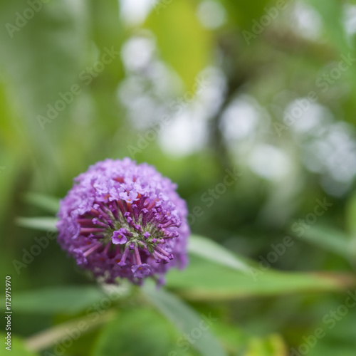 Schmetterlingsflieder