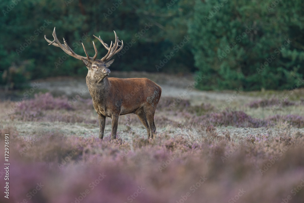Red deer in nice sunlight during mating season
Red deer in nice sunlight during mating season