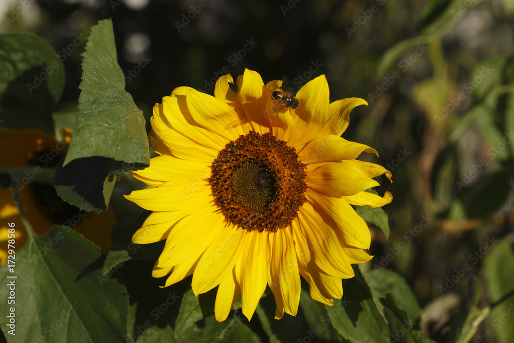 Obraz premium Sonnenblume