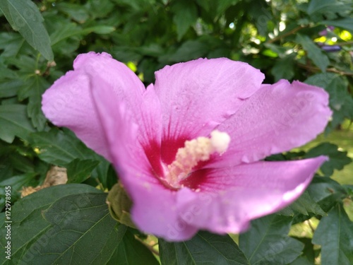 Pink flower