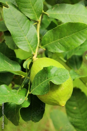 Wallpaper Mural Lemon on the tree in the garden Torontodigital.ca