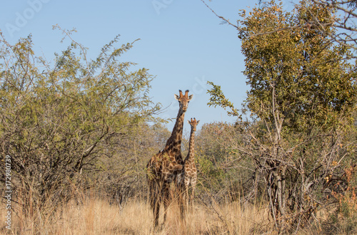 Giraffes