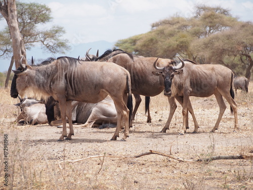 herd of wildebeest at Tarangire National Park, Tanzania, Africa © Satoshi S