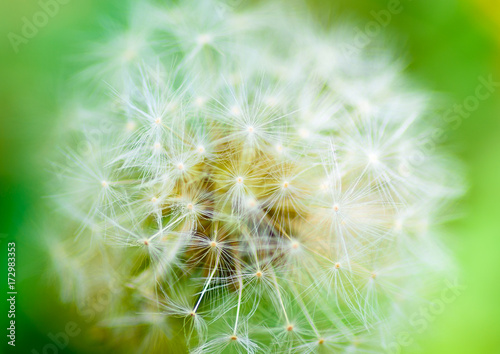 A very close single dandelion against a green grass background