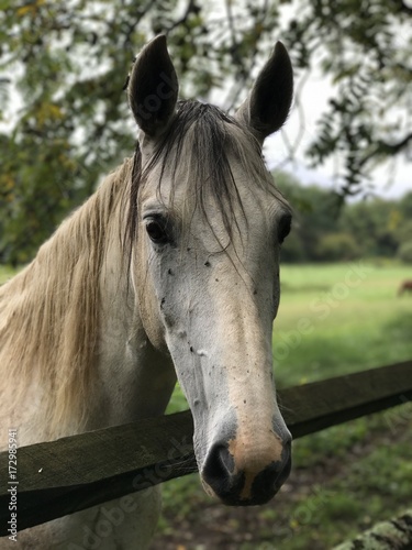 Pretty horse