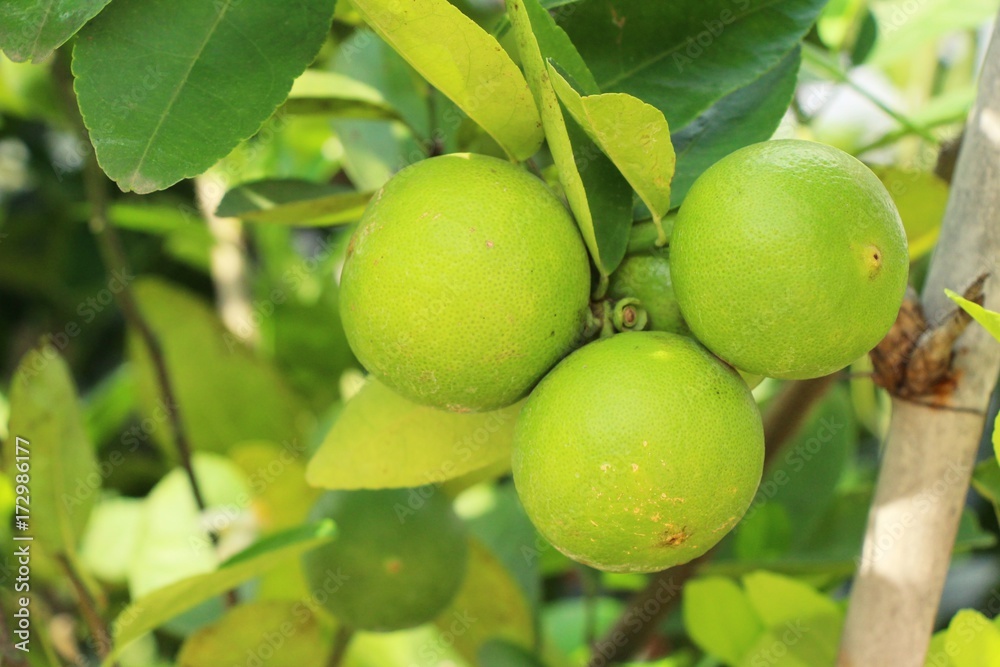 Lemon on the tree in the garden Lemon on the tree in the garden