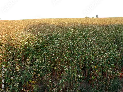 Buckwheat, Fagopyrum esculentum, Japanese buckwheat and silverhull buckwheat blooming on the field. photo