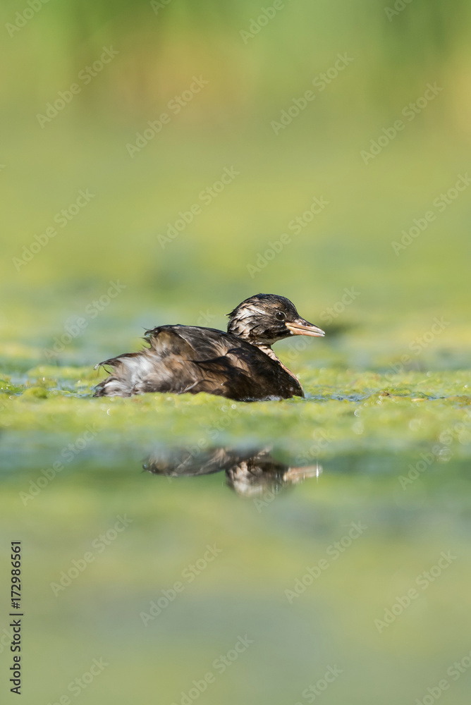 Little Grebe, Grebe, Tachybaptus ruficollis Little Grebe, Grebe, Tachybaptus ruficollis