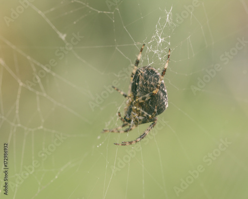 European Garden Spider E