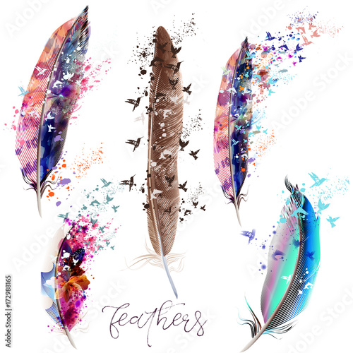 Collection of beautiful colorful feathers for design photo