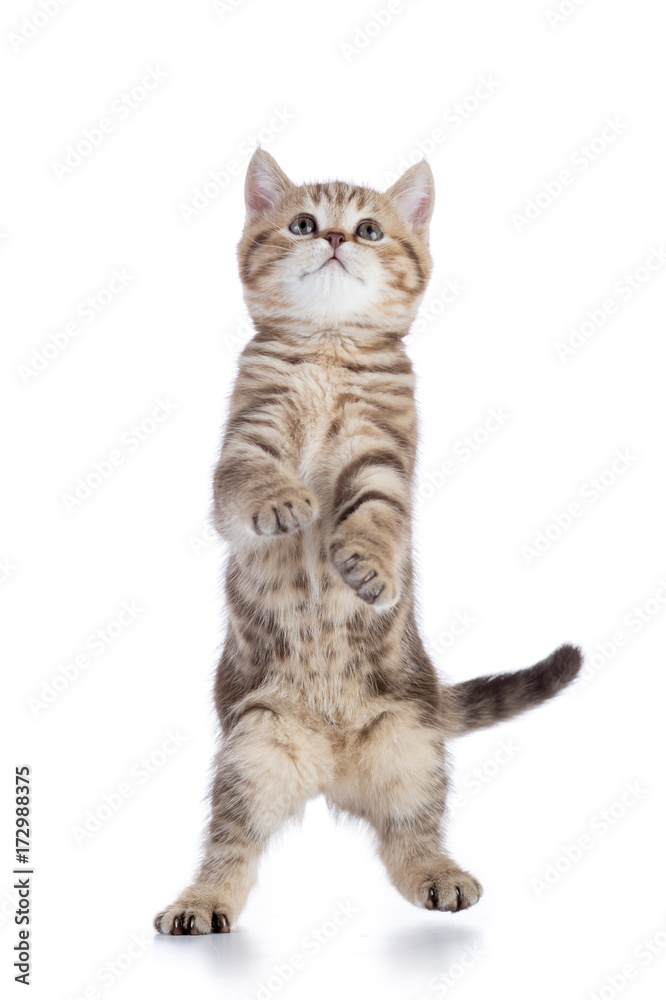 Standing cat kitten isolated on white background