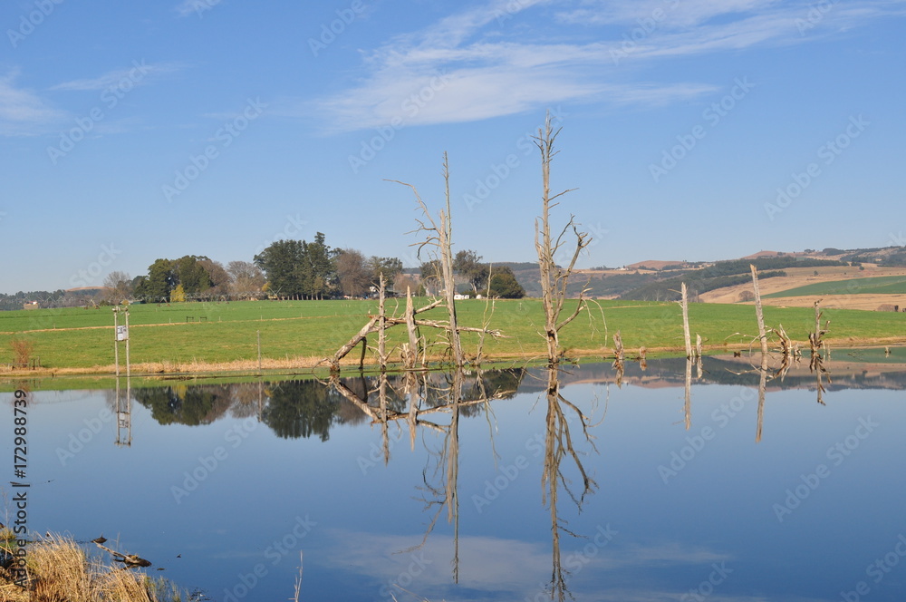 Obraz premium Reflected tree