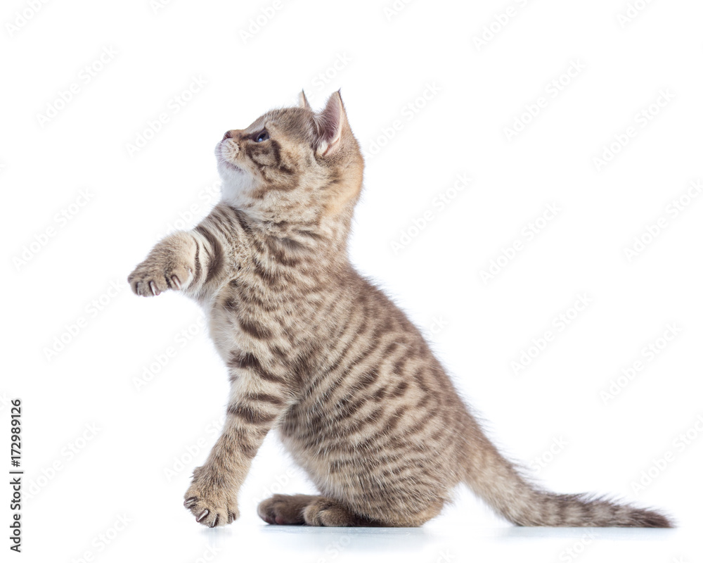 Cute cat kitten standing profile side view over white background cutout