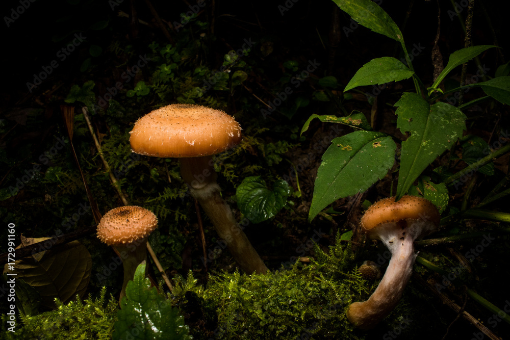 Fototapeta premium Mushrooms and Moss
