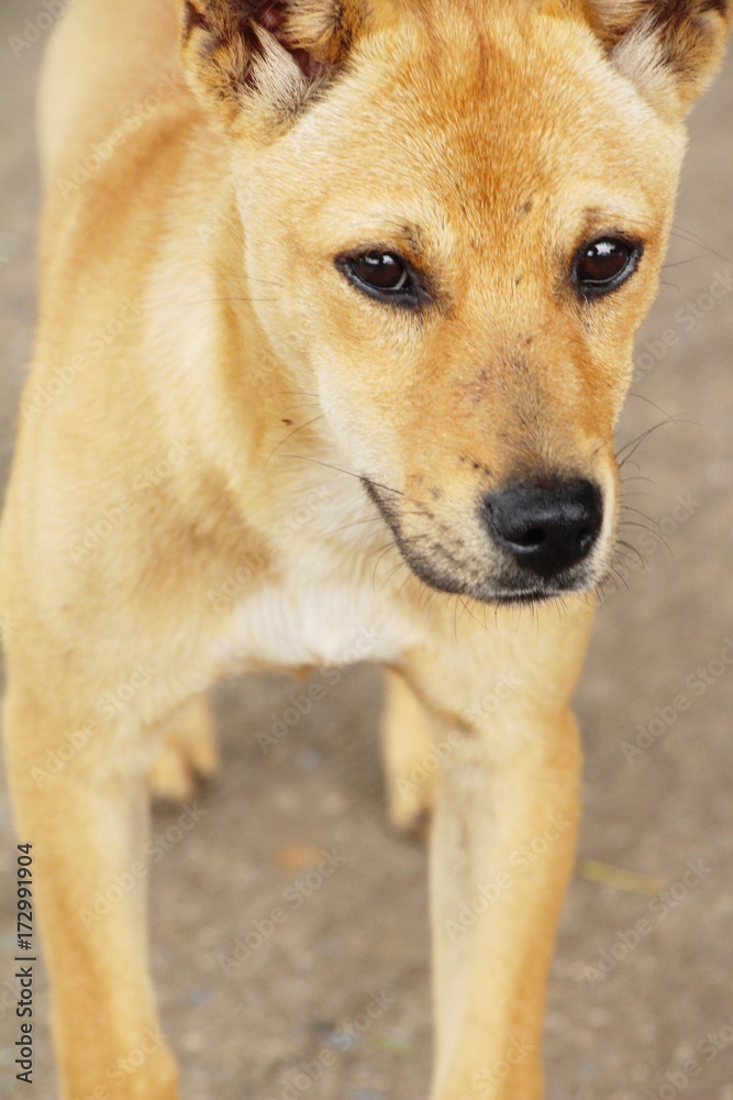 Brown dog cute is staring on floor