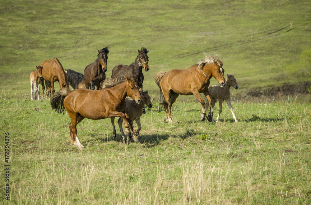 horses and their children gallop into the field. herd on the pasture. horses in a meadow. horses and their children gallop into the field. herd on the pasture. horses in a meadow.
