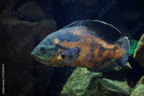Oscar fish (Astronotus ocellatus).