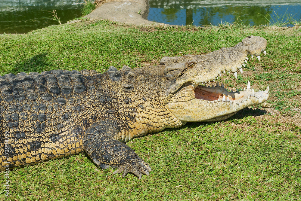 Obraz premium Australian crocodile on the grass in Queensland, Australia.